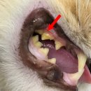 아델 동물병원 이미지