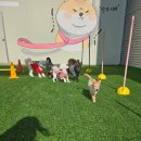 🐶도기야드 애견 유치원 &amp; 호텔 이용 행복한 순간들🐶