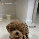 캉캉켄넬 이미지