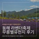 동해 라벤더축제 무릉별유천지 일정,입장료,주차장 이용후기