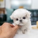 일산 강아지분양 스마트독 이미지