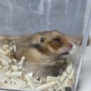 봄꽃햄스터 이미지