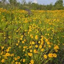 대산문화체육공원(축구장) 네이버블로그