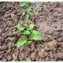 장정농장 이미지