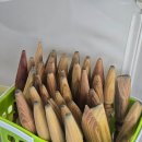 발마사지로 세상을 제패한 강남발마사지 기적의인도발마사지 후기
