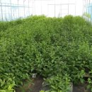 영농조합법인 참농 이미지