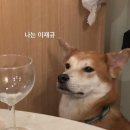 천일쇼파 이미지