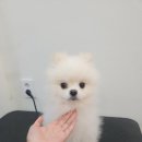 애견미용실 이미지