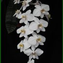 Phalaenopsis philippinensis 이미지