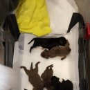 달이네 애견미용실 이미지