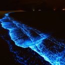 블루몽키 이미지