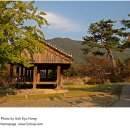 뜻밖의 자리에서 뜻밖에 만난 뜻밖의 큰 잣나무 한 쌍