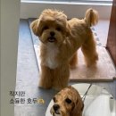 히어몽 이미지