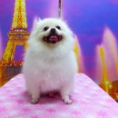 퍼피 투게더 이미지