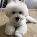 하음이네펜션