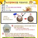 녹각영지버섯 재배방법및 효능 녹각영지버섯 재배방법 이미지