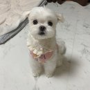 개님은 털빨 이미지