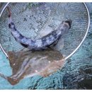 막썰어회수산 이미지