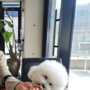 애견동반 반려견동반 남한산성 브런치카페 블루힐 내돈내산 솔직후기