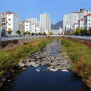 은행정천 이미지