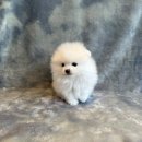 마루마리 이미지