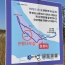 원주 및 여주애견동반 반계리은행나무 강천섬 실시간 강아지랑 당일치기여행