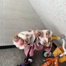 PPL PC방 | 지지않는인생 지지않는마음