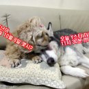 (주)펫스토리 이미지