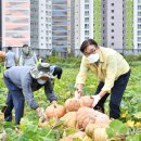 호박단지 이미지