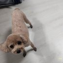 댕댕스토리 | 토이푸들 강아지 미용 노원구 애견미용실 댕댕스토리