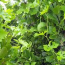 하늘타리 이미지