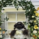 우리동네펫샵 | 용종동애견미용 우리동네펫샵, 반려동물의 멋을 완성하는 곳!