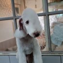 하트애견미용실 이미지