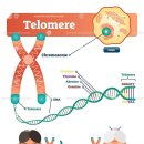 한글 – ENG; 염색체, 텔로미어, 장수 비결 9P 이미지