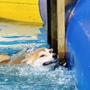 도담목장 이미지