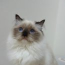 마마캐터리 이미지