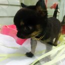 프란다스애견 이미지