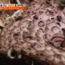 백두삼계탕