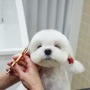 힝구샵