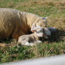 수인목장 이미지