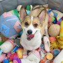 온리 펫살롱 이미지