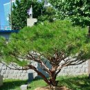 3.1운동 유공비 네이버블로그