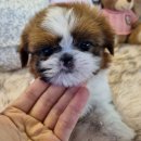 부천-중동-부천-037 | 부천 상동펫샵, 건강하고 행복한 반려생활 시작하는 법