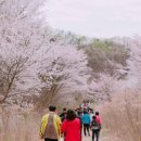 금산첨화