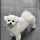우리동네 펫샵 이미지