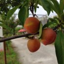 알로큰농장 이미지