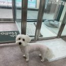 멍블리 펫살롱 이미지