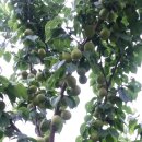 삼안농장 이미지