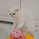 브리티쉬숏헤어 캐터리 | [골드선셋 캐터리] 실버 브리티쉬 숏헤어, 골드선셋 입양 후기