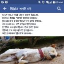 댕댕# 이미지